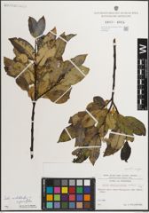 Foto von Salix mielichhoferi Saut. x Salix myrsinifolia Salisb.